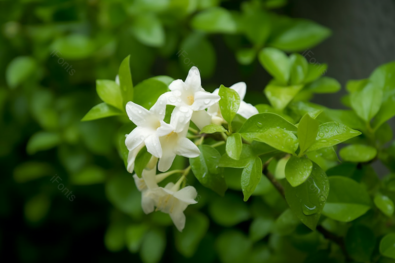 雨后白色茉莉花,高清,摄影图,摄影图片,图片大全,摄影图免费下载